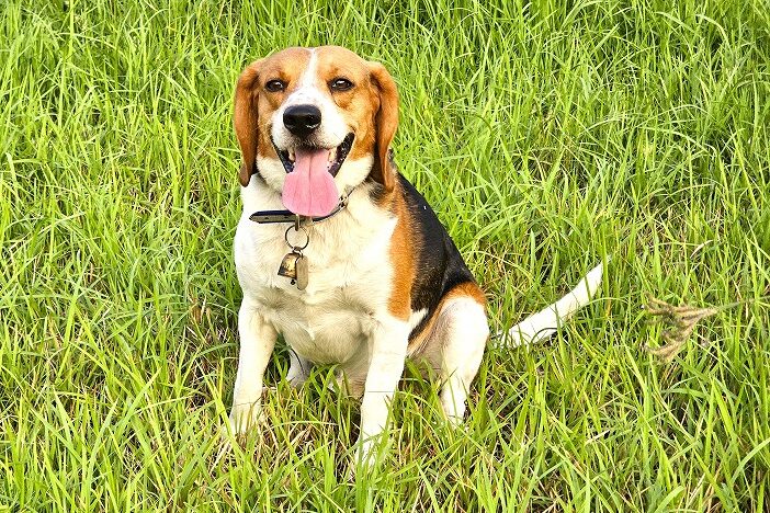 愛犬